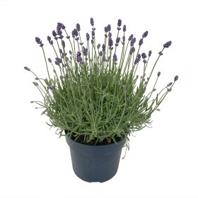 Lavendel Felice Premium Provence 19cm Topf Raschle